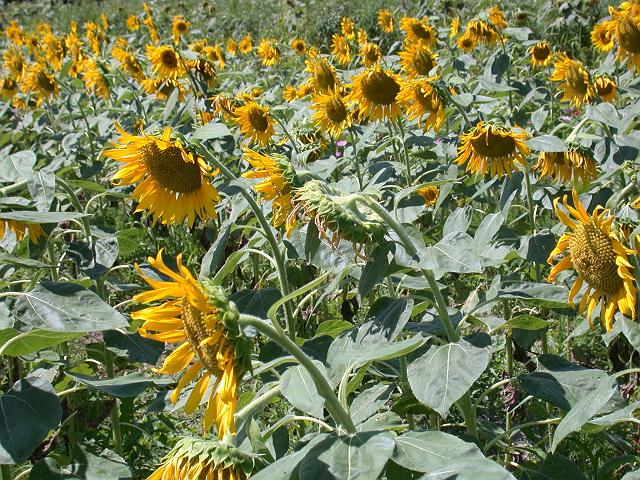 ����ɂ��