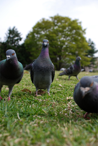 �n�g���𒣂�ꂽ�ʐ^