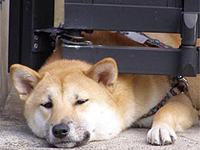 �͂��܂��Ă��̂�