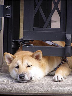 �͂��܂��Ă��̂�