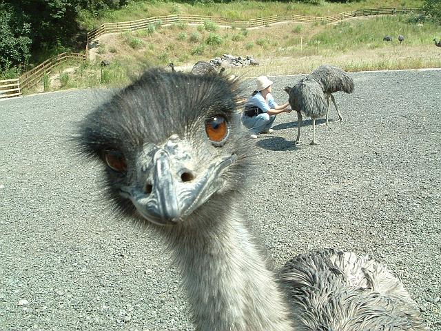 �G�~���[�̂����΂��͌ł�