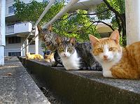 �{�b�N�X�̍\��