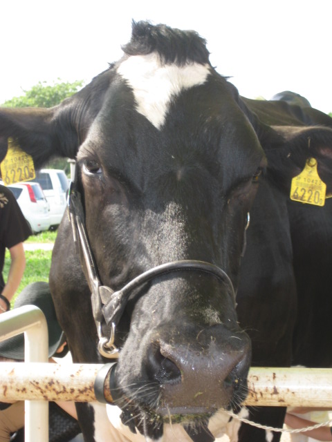 ���͂���ς萳�ʊ�