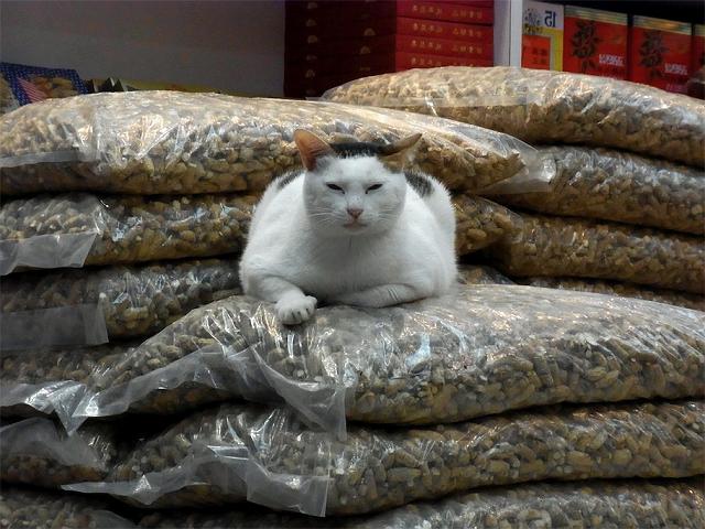 �h�ʂāh��ڎw���A�ł̉�����