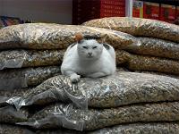 �h�ʂāh��ڎw���A�ł̉�����