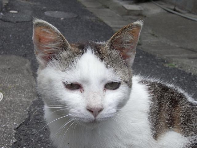 �����p���́[�H