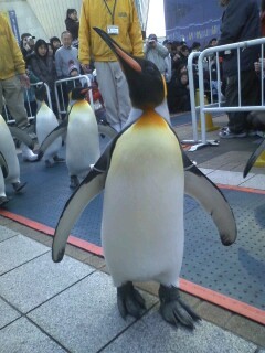 �V���b�N�I