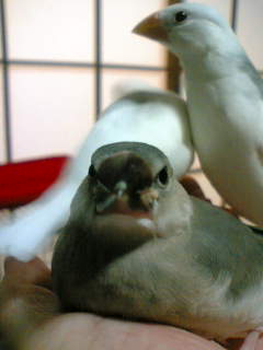 �����̃q�i����