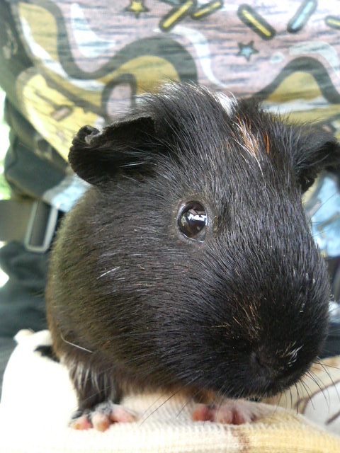 �������b�g