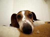 ���_�b�N�X