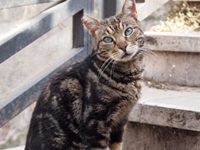 �A���W�F���e�B�[�i�_�a�ł��ɂ�