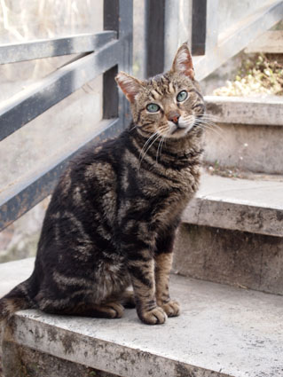 �A���W�F���e�B�[�i�_�a�ł��ɂ�