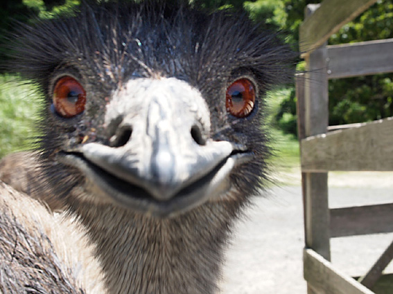 �G�~���[�i�͓������j