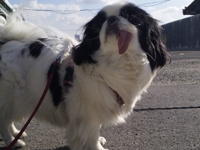 �^�~�̎U��