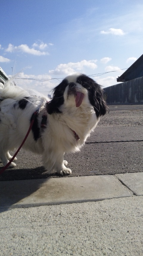 �^�~�̎U��