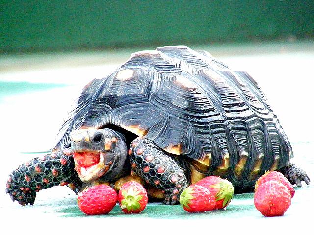 �|����͐Ԃ������D��