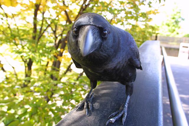 �n�V�{�\�J���X��ڋ�