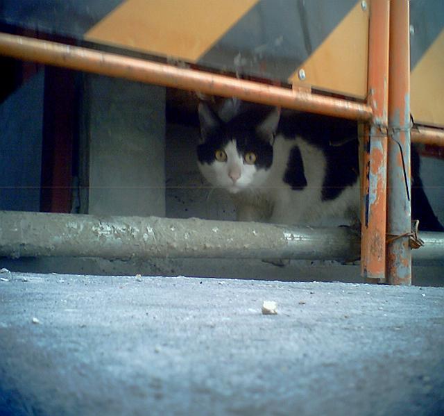 �H������ł���ɂႿ��