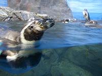 �y���M���v�[��