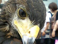 ���v�^�C���Y�V���[�ɋ����ҋ�