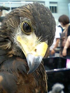 ���v�^�C���Y�V���[�ɋ����ҋ�