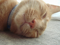 �m���ɂ����̂�����