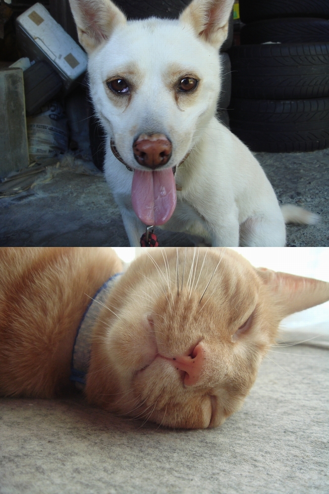 �m���ɂ����̂�����