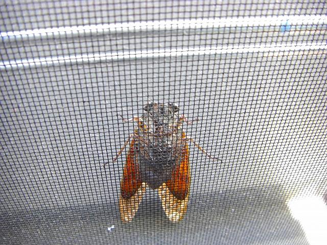 ���ł����c