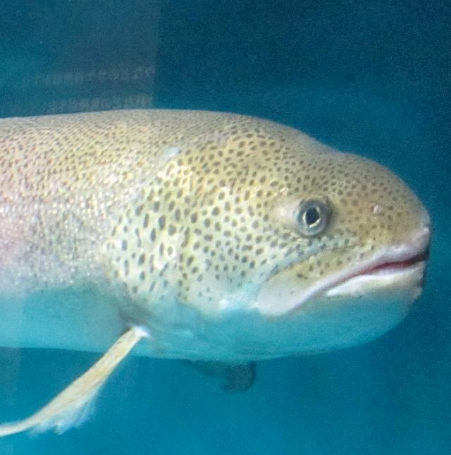 �C�g�E����