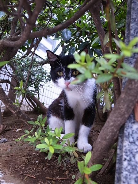 ��ǃj�����R