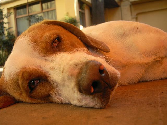 ���L�V�R�̖�ǌ�