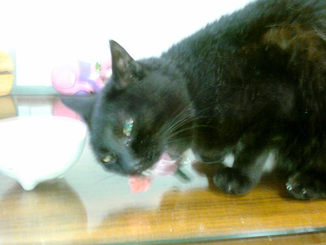 �܂������炤�L