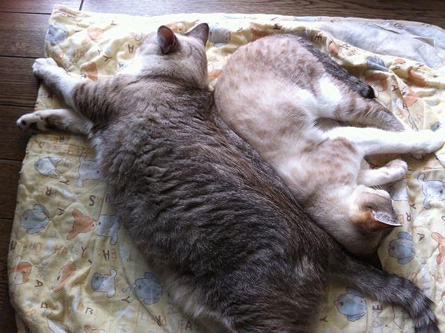 �ʂ��l�����p