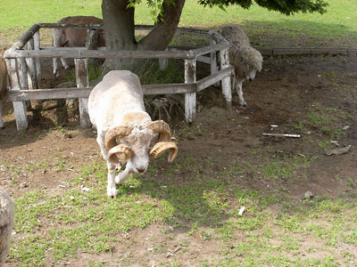 風雲 コネタ城 マザー牧場にいる かっこいい角をもつ羊 デイリーポータル Z