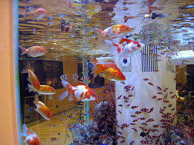 風雲 コネタ城 岡山駅の熱帯魚水槽に金魚がいる デイリーポータル Z