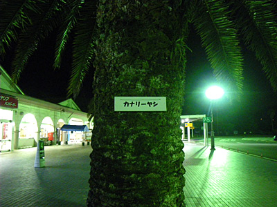 ���Ȃ胄�V�Ȗ؁A�J�i���[���V