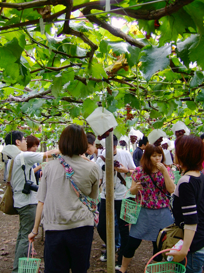 �u�h�E�_���̃N���}�̓A�N�V�����f��݂����ɂȂ��Ă�I