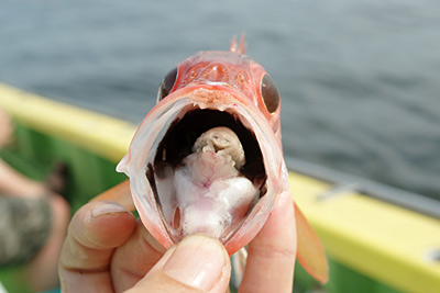 風雲 コネタ城 魚の口の中にはダンゴムシの親分みたいなのがいる場合がある デイリーポータル Z