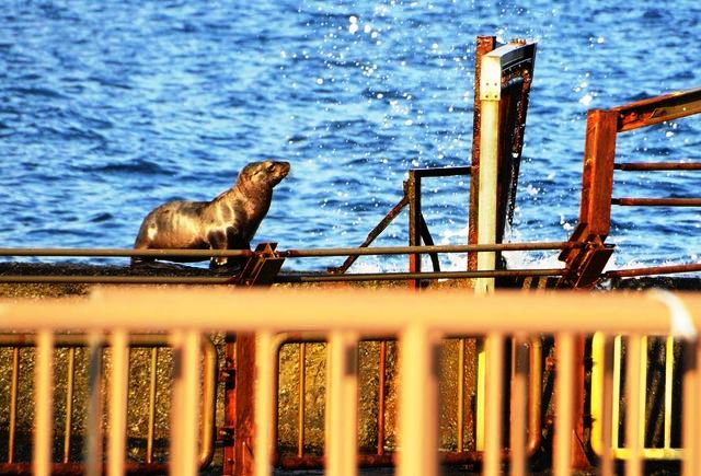 �z���g�ɂ����I