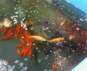 ����Ă݂܂����B�����c