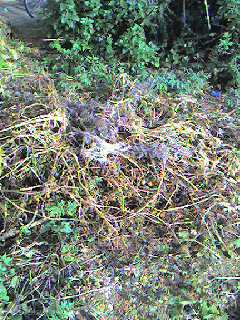 ���c�Ȏp��