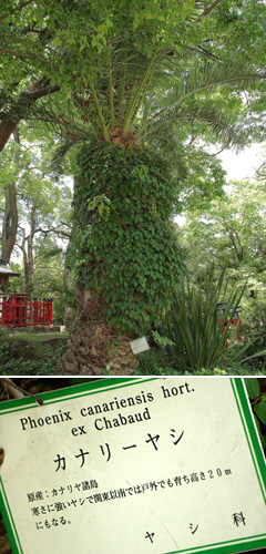 ���Ȃ胄�V�₵