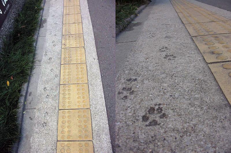 ちょっと見てきて：コンクリートについた動物の足跡 :: デイリーポータルZ