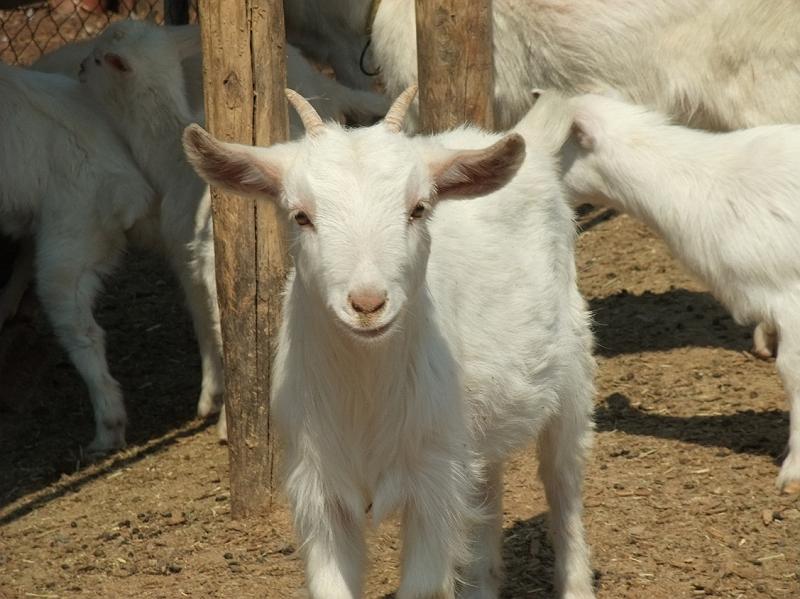ちょっと見てきて ヤギが見たいです デイリーポータルz