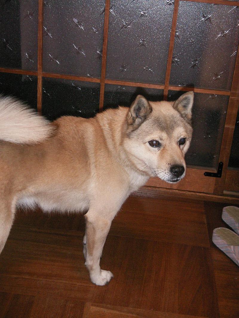 ちょっと見てきて 雑種の犬が見たい デイリーポータルz