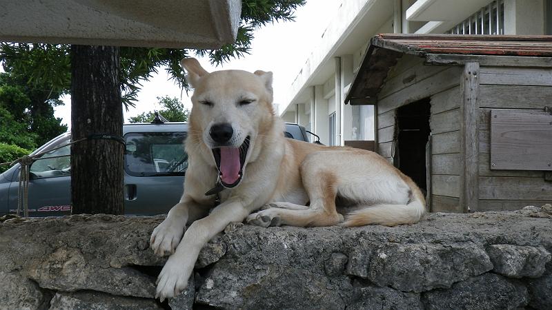 ちょっと見てきて 雑種の犬が見たい デイリーポータルz