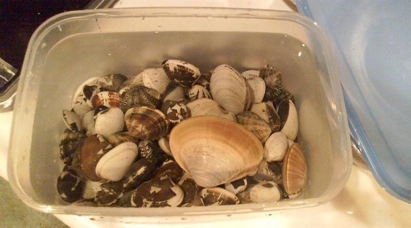 ちょっと見てきて ひとで 今年のアサリ状況 デイリーポータルz