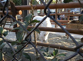 上野動物園を外から覗いた、の話