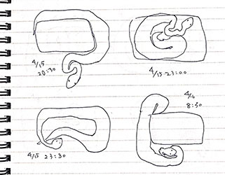 ヘビの巻き方定点観測
