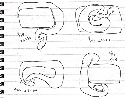 ヘビの巻き方定点観測